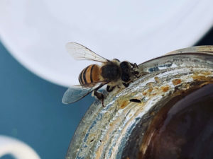 Développement apiculture